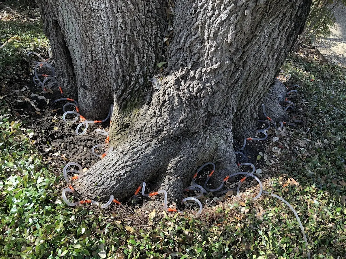 Detailed Shrub and Hedge Trimming job site in Zoe