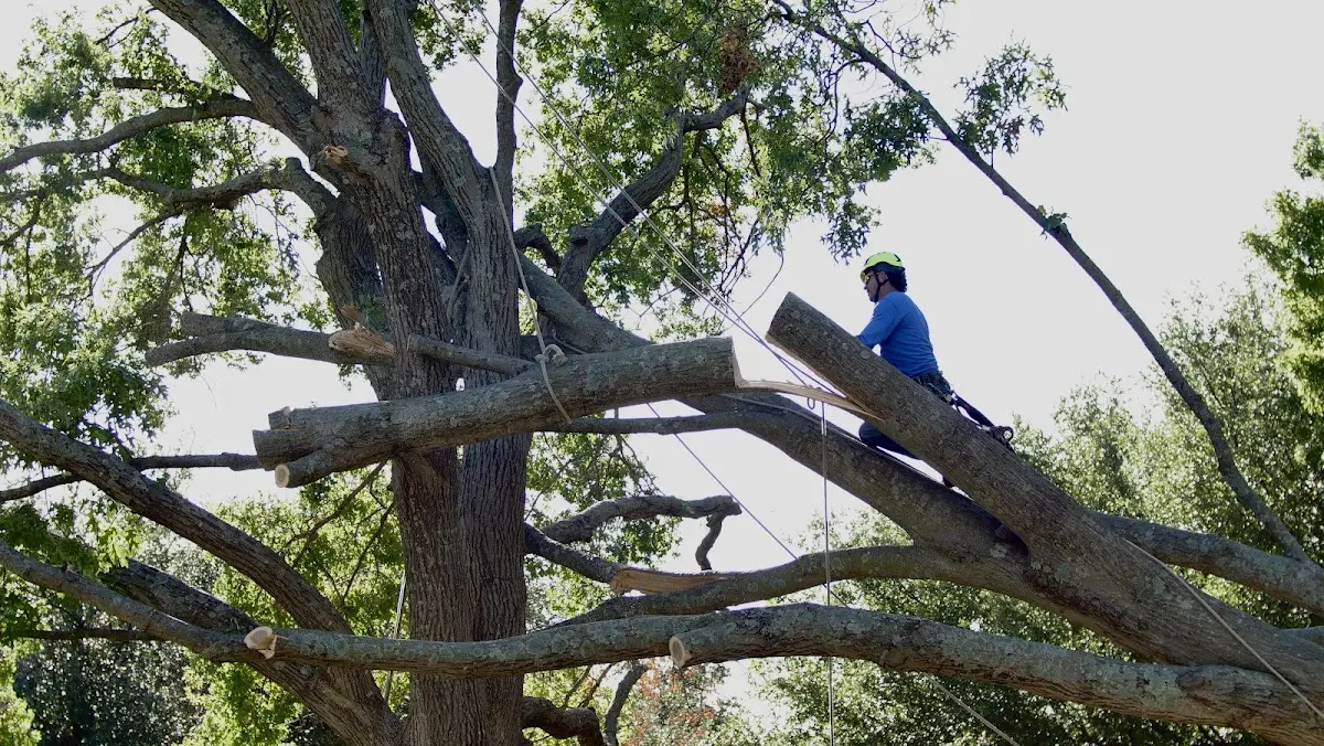 Professional Hazardous Tree Removal performed by certified arborists in Zoe