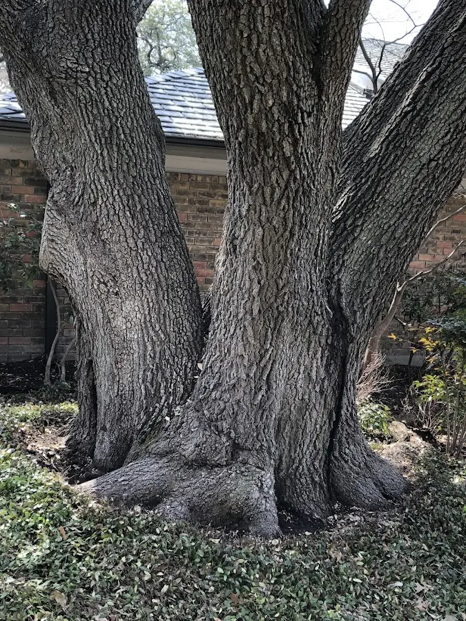 Mature heritage tree close to a Zoe property cared for by certified arborists