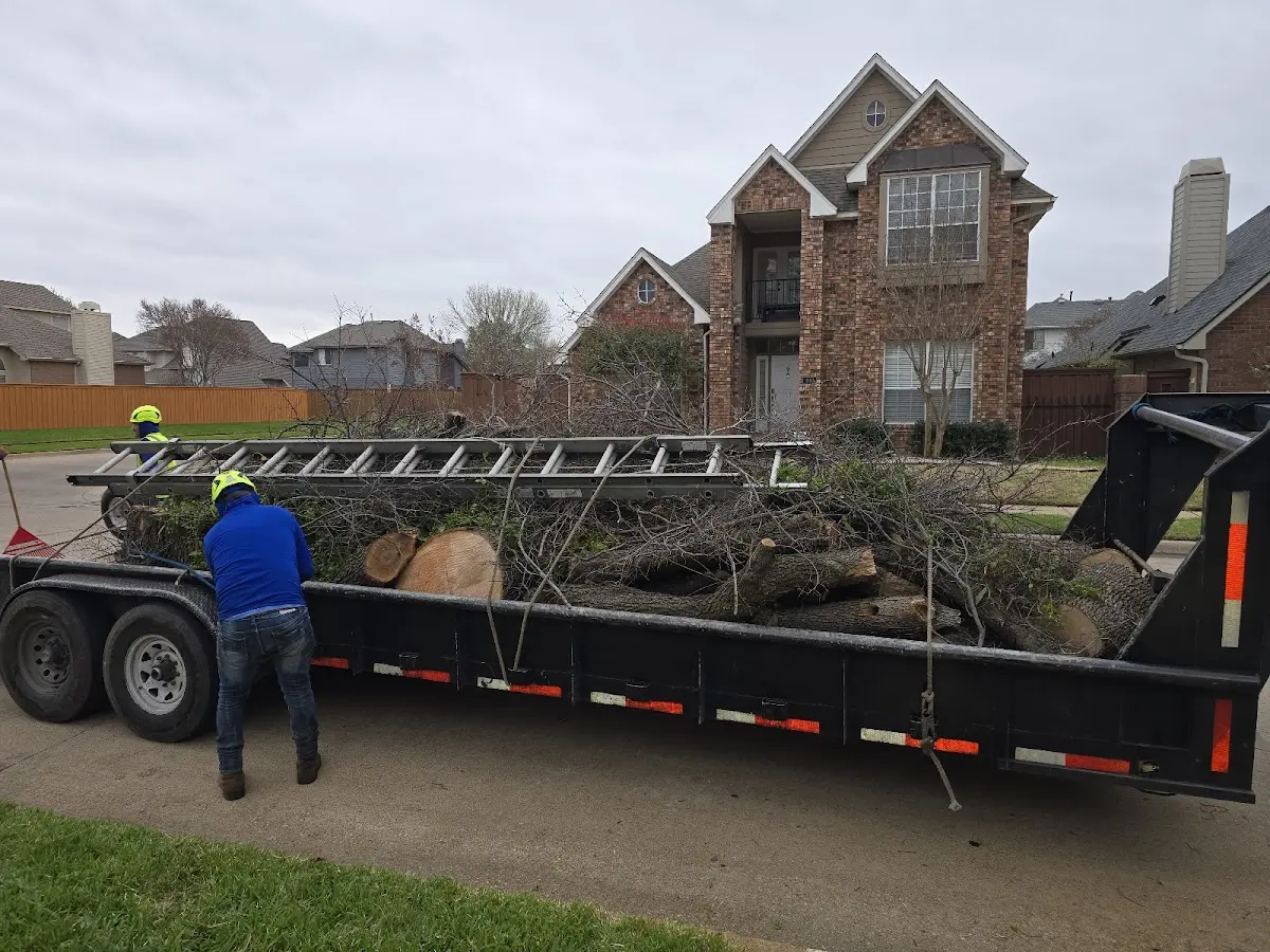 Expert Tree Removal with proper safety equipment in Zoe
